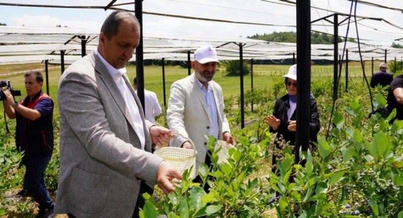 İznik'te yaban mersini hasadı başladı