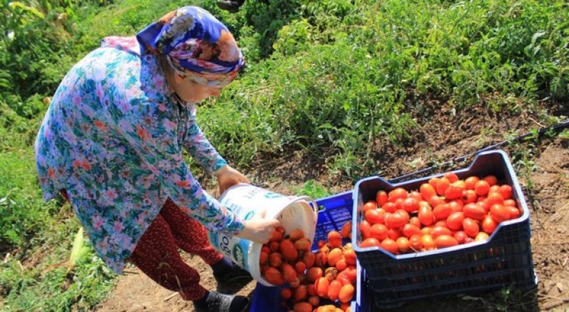 Karacabey'de domates sezonu başlıyor