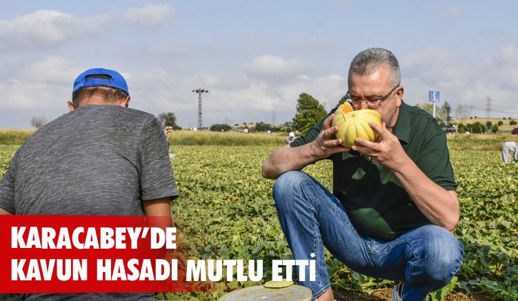 Karacabeyli çiftçiler kavun hasadından memnun