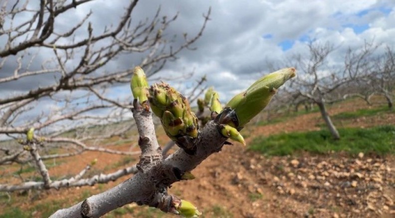 Karagöz kurdu ve kabuklu bit riski