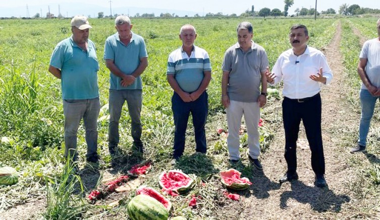 Karpuz değil, dert tarlası