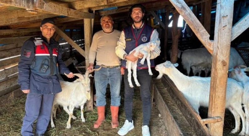 Kaybolan 50 küçükbaş hayvan dronla bulundu