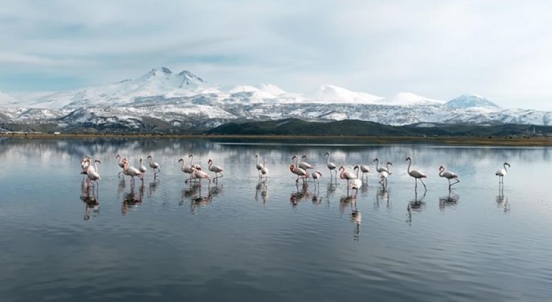 Kayseri'nin ilk flamingo kafilesi