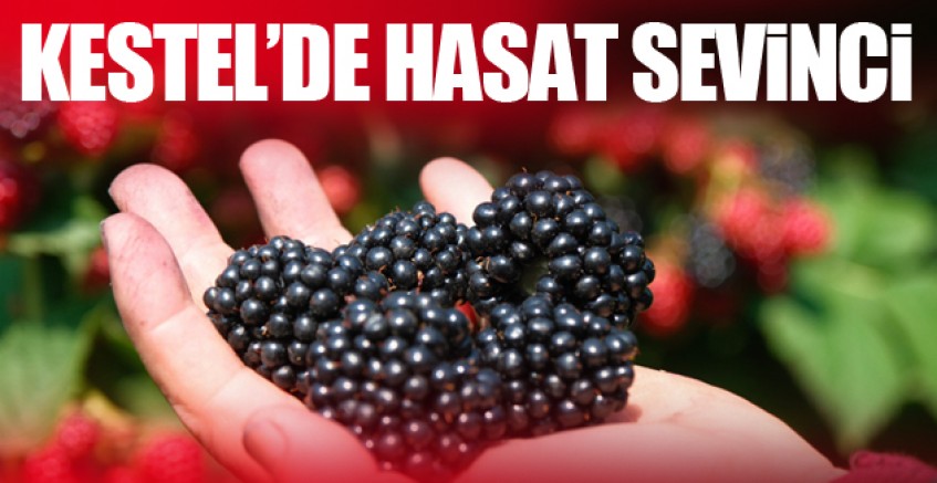 Kestel'de hasat zamanı