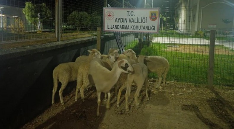 Koçarlı'da 15 koyun evin bahçesinden çalındı