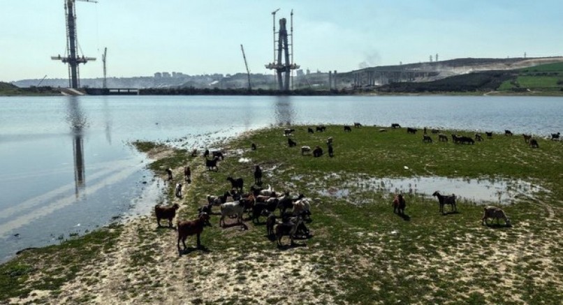 Köprü yükselirken keçiler merada