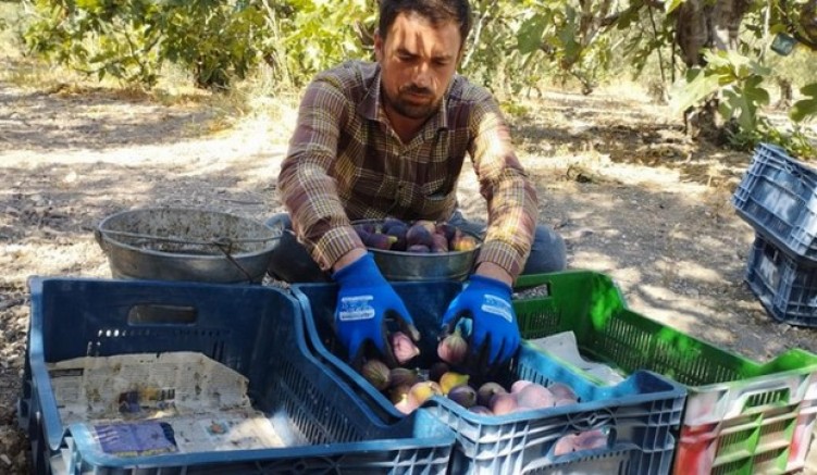 Kraliçe incirinde fiyat oyunu