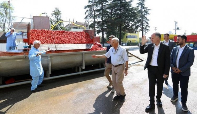 Kulaca gibisi yok