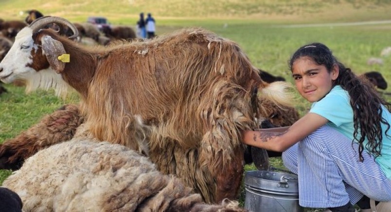 Lezzetli sütün sırrı dağlarda saklı