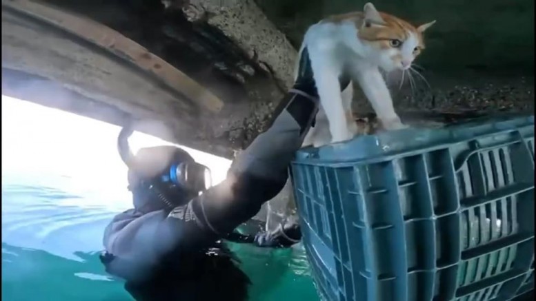 Mahsur kalan kedi için sahil güvenlik seferber oldu