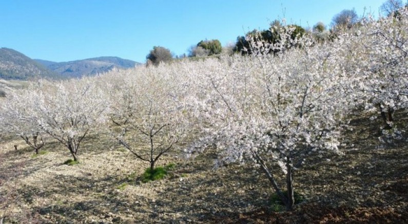 Manisa'da badem ağaçları çiçeklerle bezendi