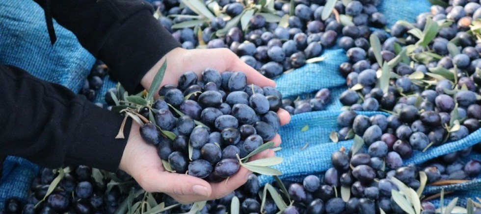 Marmarabirlik ürün alım fiyatlarını güncelledi