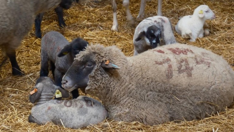Merinos Koyunu'na yeni etçil rakip geldi: Bandırma