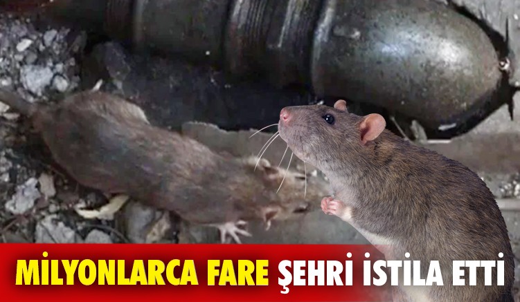 Milyonlarca fare  şehri istila etti
