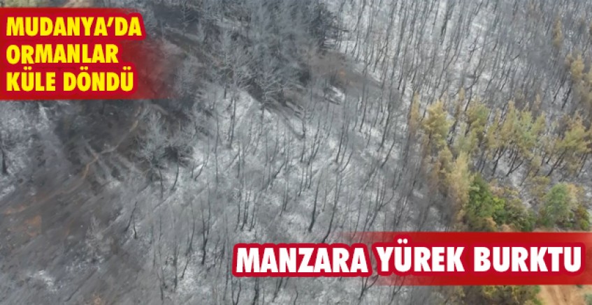 Mudanya'da ormanlar küle döndü