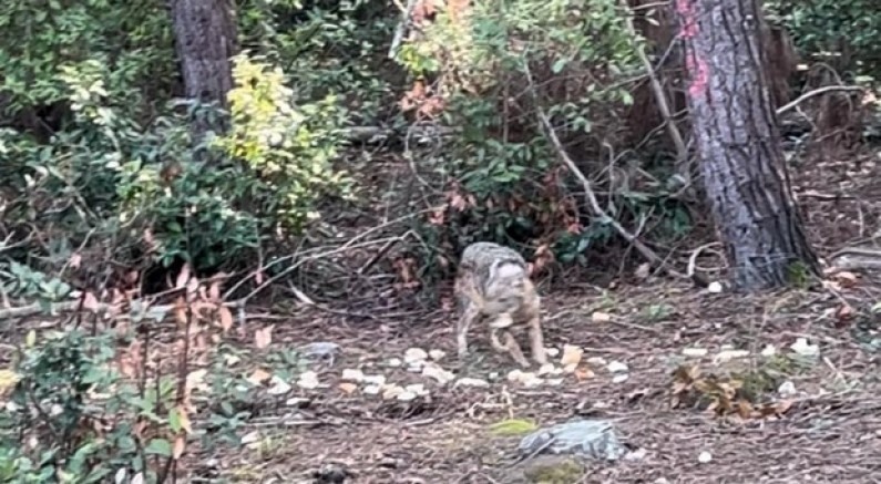 Önce karnını doyurdu, sonra gözden kayboldu