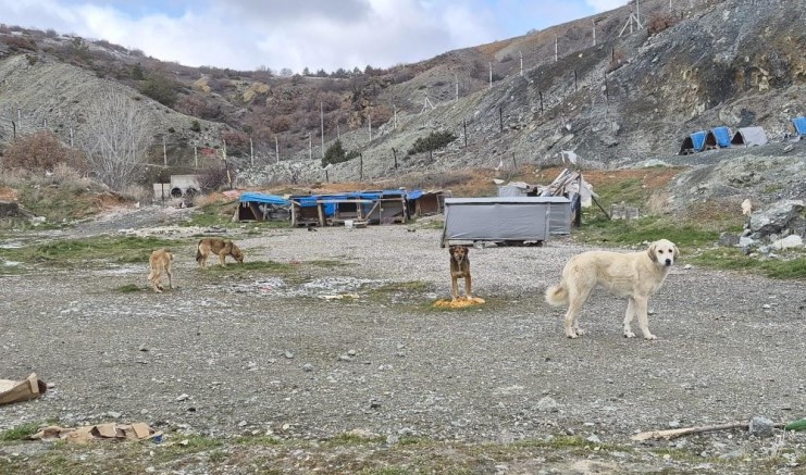 Onlarca köpek bu yuvalarda ısınıyor