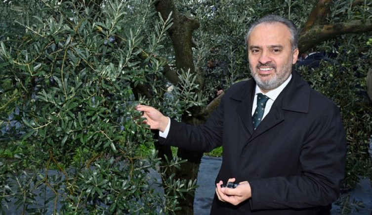 Orhangazi’de de zeytin hasadı başladı