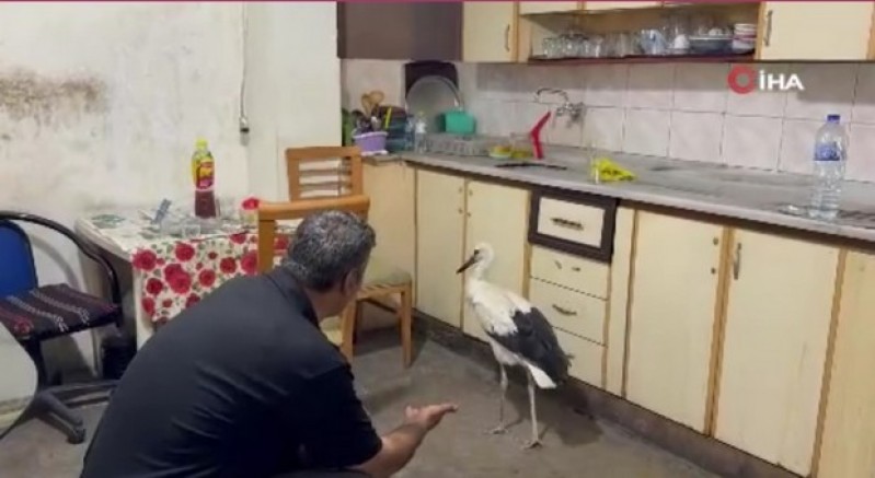 Oto yıkamacıya sığınan leylek koruma altına alındı