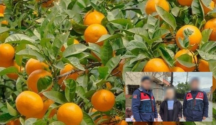 Portakal hırsızı yakalandı