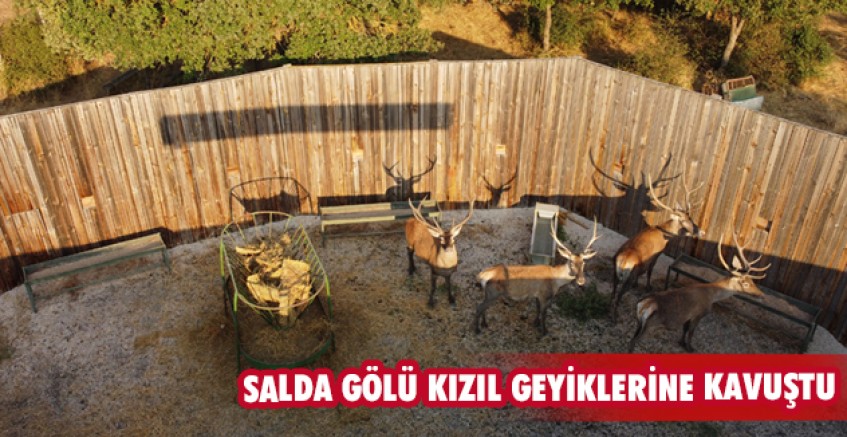 Salda Gölü kızıl geyiklerine kavuştu
