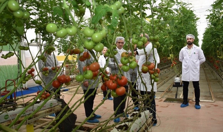 Salihli’de tarım modern sera ile güçleniyor