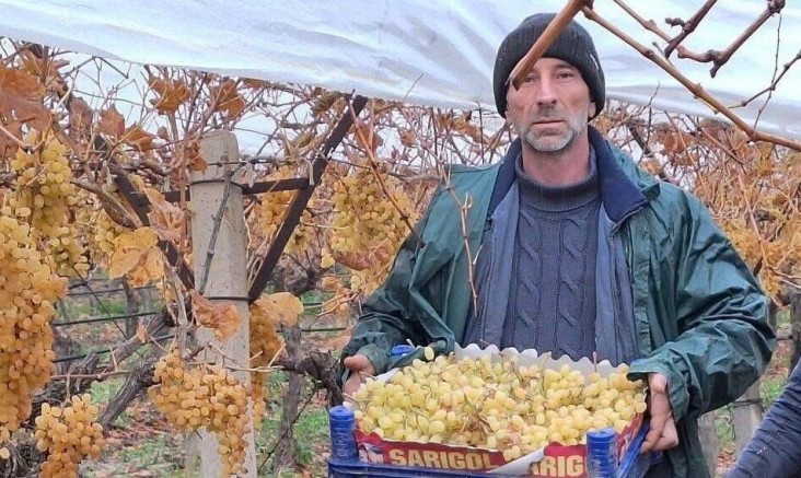 Sarıgöl'de üzüm hasadında sona gelindi