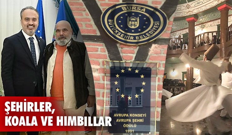Şehirler, Koala ve Hımbıllar