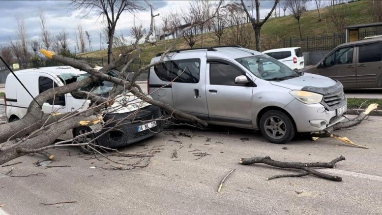 Seyir halindeki araçların üzerine ağaç devrildi