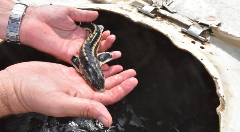 Sinop'ta 2 bin 500 mersin balığı denize salındı