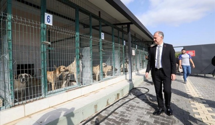 Sokak Hayvanları İçin Yeni Adımlar Atılıyor