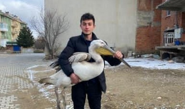 Sokakta gezerken pelikan buldu