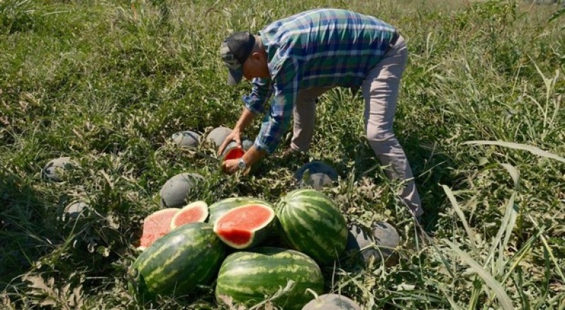 Sözleşme yaptığı firma ürünü almayınca 20 milyon lira zarar etti