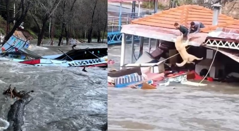 Sulara kapılmak üzere olan bir köpek son anda kurtarıldı