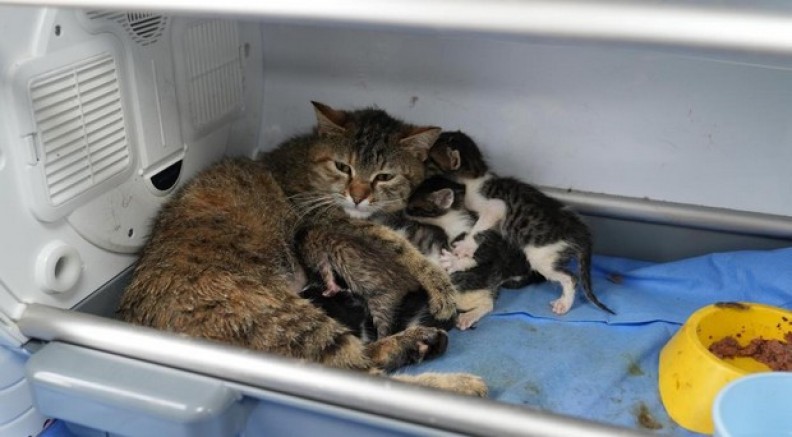 Süt anne kedi, 3 kediyi de sahiplendi