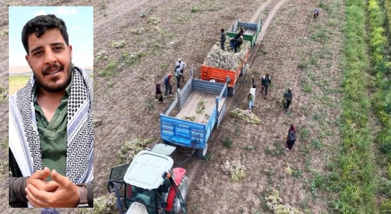 Tarlada başlık parasına çalışıyor