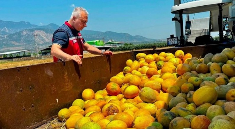 Tescilli Kırıkhan kavununda hasat devam ediyor