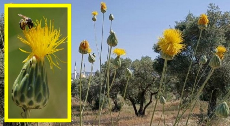 Tülüşah için "acil koruma" çağrısı