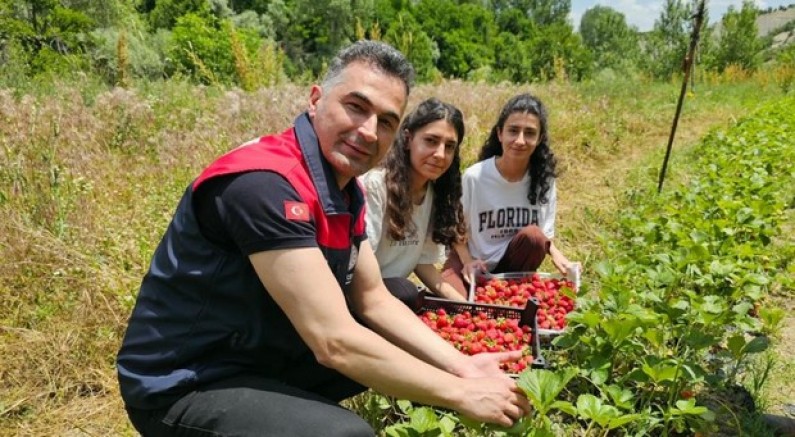 Tunceli’de kadın üreticilerin çilek hasadı yüz güldürdü