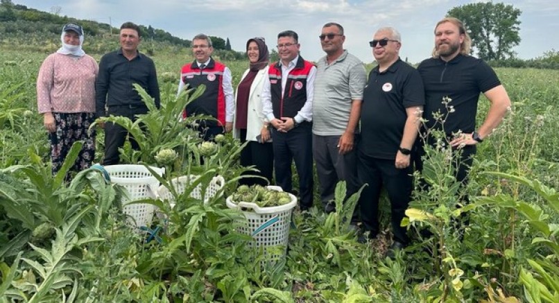 Uluabat Gölü havzasında "Hasanağa Enginarı Hasat Programı"
