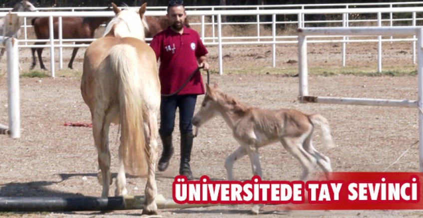 Üniversitede tay sevinci