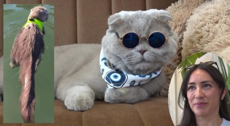 Veterinerlerin "yaşamaz" dediği kedi, denizde yüzdü