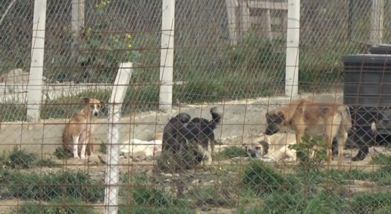 Yalova'daki barınakta köpek ölümleriyle ilgili soruşturma