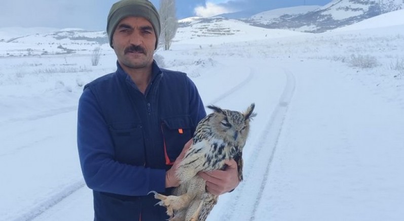 Yaralı halde bulunan puhu kuduz çıktı