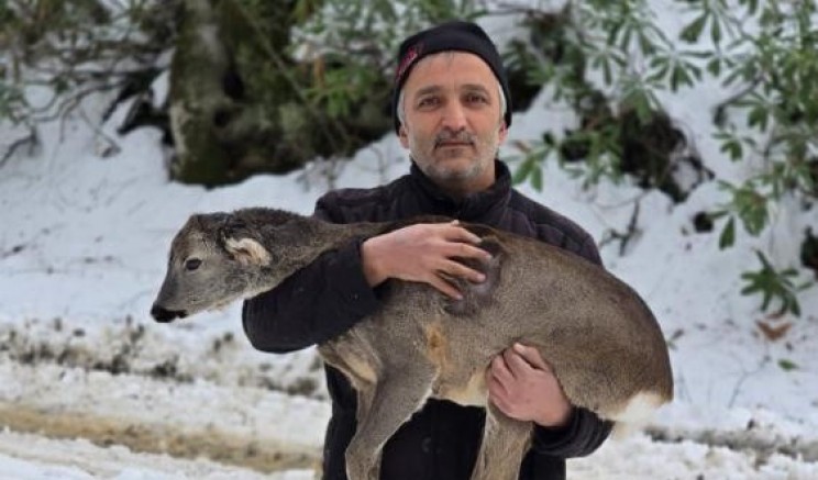 Yaralı yavru karaca koruma altına alındı