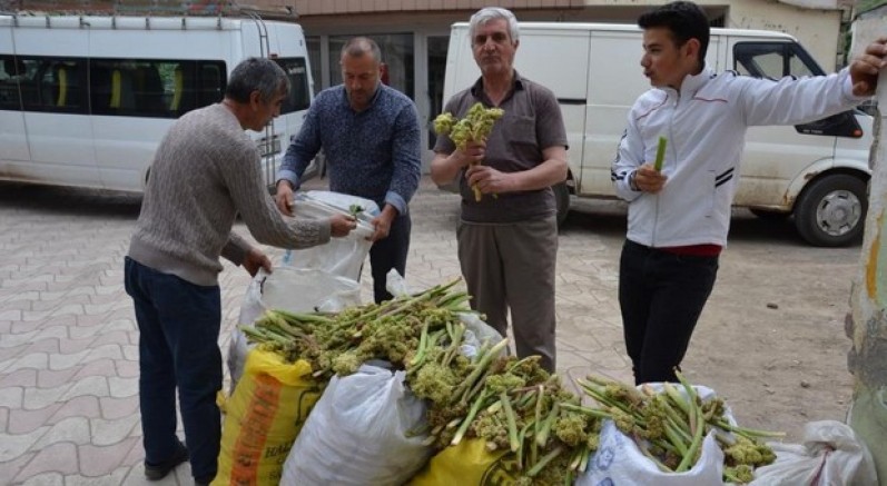 Yaylalardan toplandı, tezgâhlarda satışa sunuldu