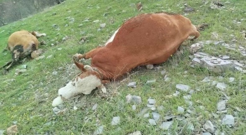 Yıldırımın çarptığı inekler telef oldu