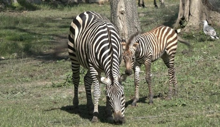 Zebra ailesine 3 yeni üye