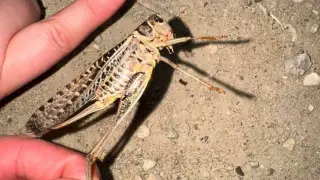 Polatlı’da dev etçil çekirgeler görüldü