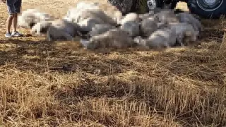 Yıldırım 30 koyunu telef etti, dolu çatılara zarar verdi